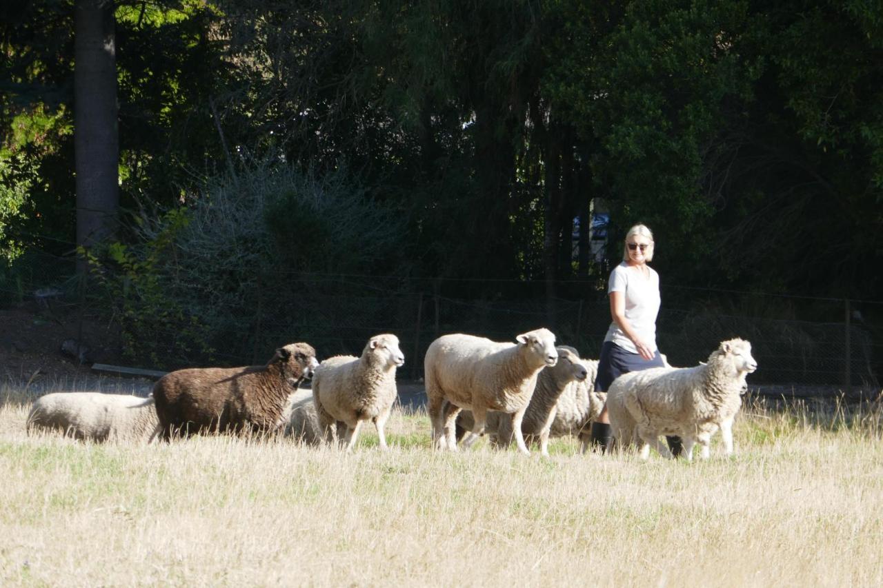 Karetu Downs Farm Stay Hawarden Esterno foto