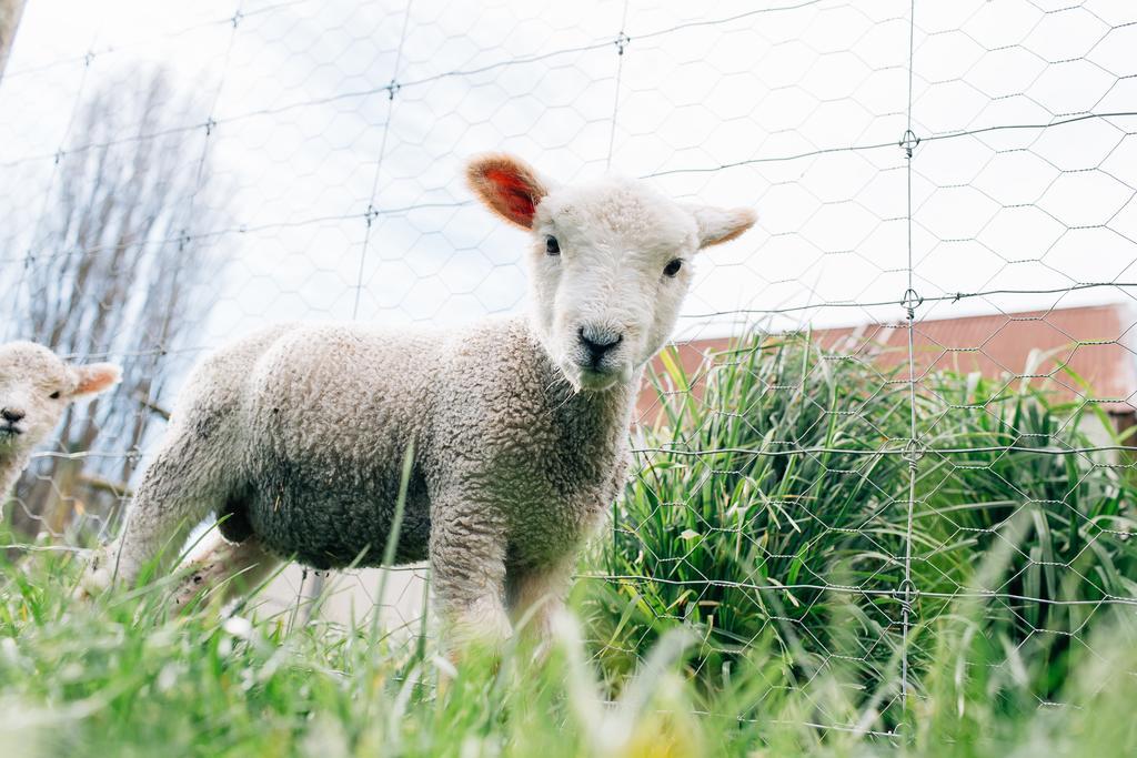 Karetu Downs Farm Stay Hawarden Esterno foto