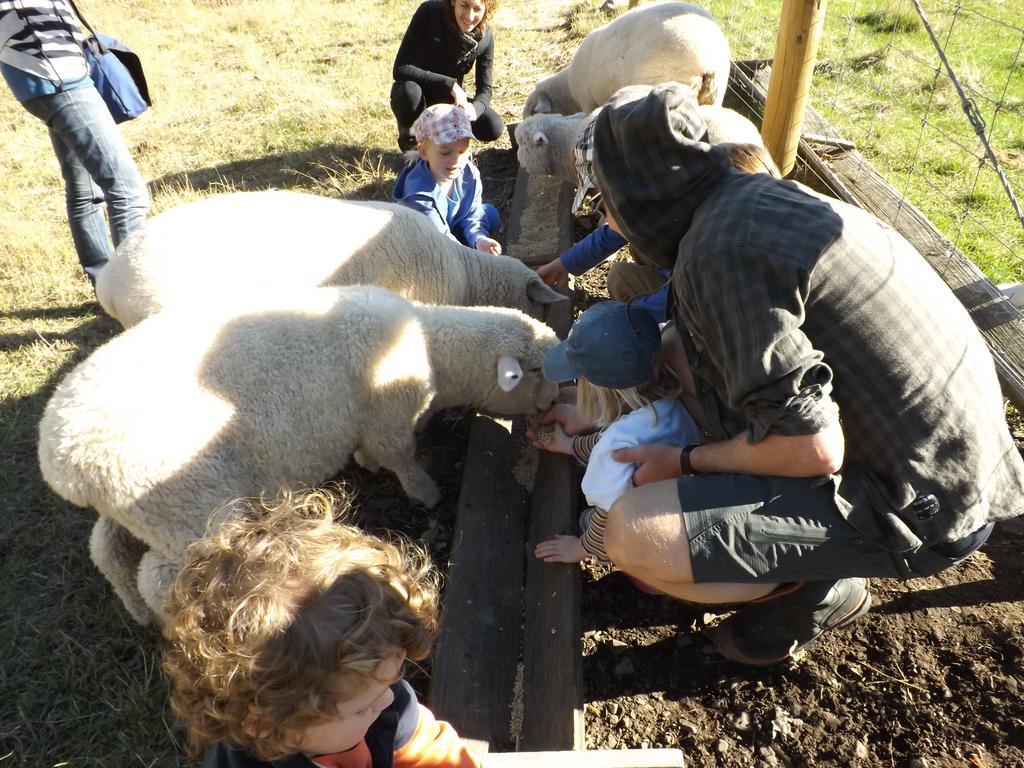 Karetu Downs Farm Stay Hawarden Esterno foto