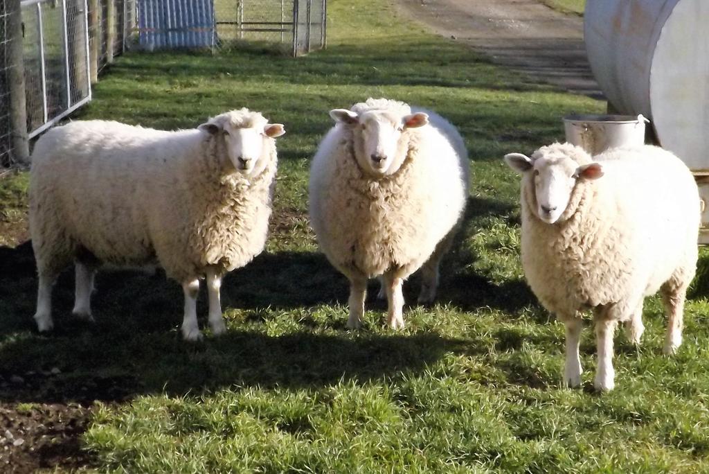 Karetu Downs Farm Stay Hawarden Esterno foto